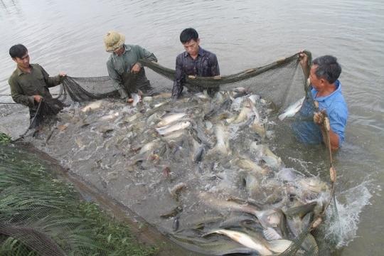 5 Bệnh Thường Gặp Ở Cá Nước Ngọt và Cách Điều Trị Hiệu Quả Từ MTC Aquatic