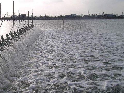 Quản Lý Môi Trường Nước Ao Nuôi: Chìa Khóa Cho Vụ Mùa Thành Công