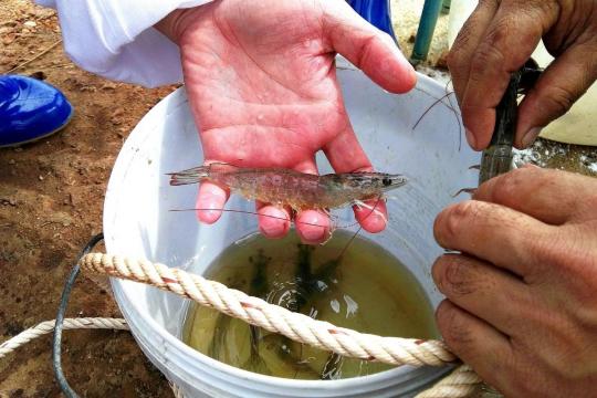Tối Ưu FCR, Tăng Trọng Nhanh: Giải Pháp Dinh Dưỡng Cho Tôm, Cá 